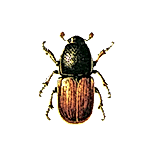 ağaç kurdu ilaçlama