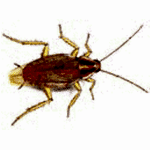 alman hamamböceği ilaçlama