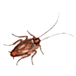 amerikan hamamböceği