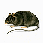 çatı faresi ilaçlama