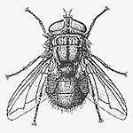 kara sinek ilaçlama