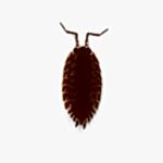 tespih böceği ilaçlama