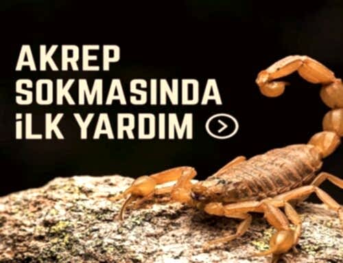 Akrep Sokmasında İlk Yardım